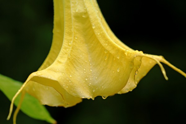 Angels Trumpet In Yellow With Raindrops by Deb Oppermann